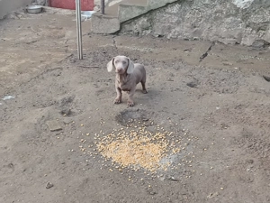 Izabella színű tacskó kan eladó - kép 2