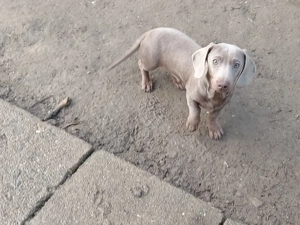 Izabella színű tacskó kan eladó