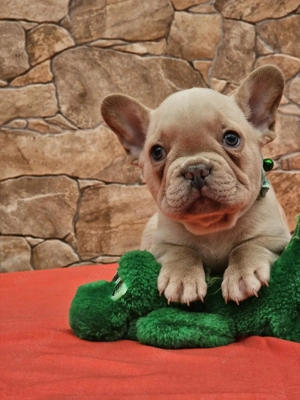 Francia bulldog kiskutyák eladók. - kép 2