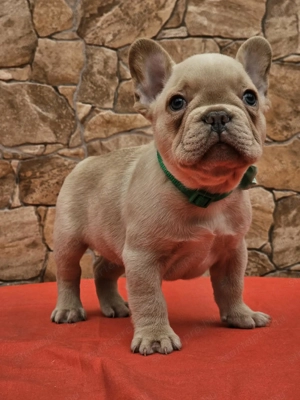 Francia bulldog kiskutyák eladók. - kép 3