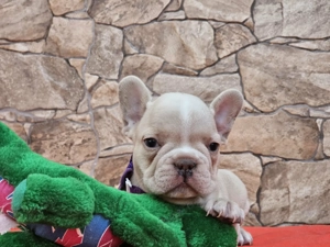 Francia bulldog kiskutyák eladók. - kép 4