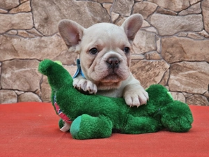 Francia bulldog kiskutyák eladók. - kép 5