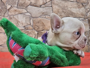 Francia bulldog kiskutyák eladók. - kép 6