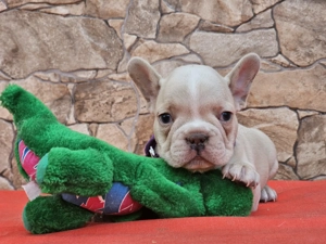 Francia bulldog kiskutyák eladók. - kép 7