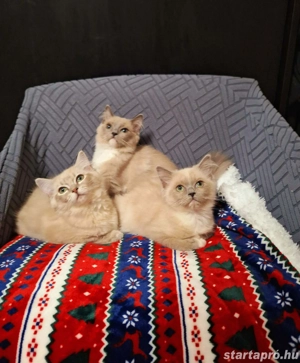 Ragdoll 16 hetes fajtiszta cicusok