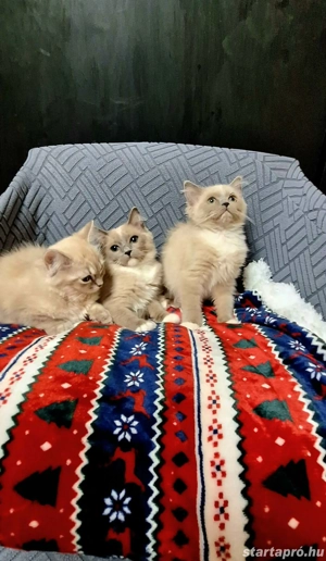 Ragdoll 16 hetes fajtiszta cicusok - kép 2
