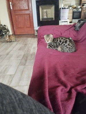 Skót lógófülű cicus - kép 5