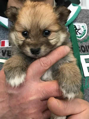 Eladó,foglalható tündéri Spicc, Spitz fiú kutyus! - kép 2