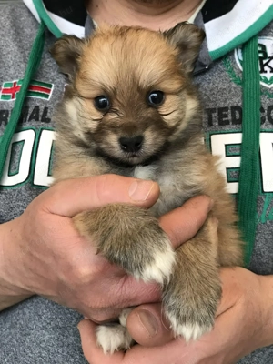 Eladó,foglalható tündéri Spicc, Spitz fiú kutyus! - kép 5