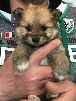 Eladó,foglalható tündéri Spicc, Spitz fiú  kiskutyus.! - kép 4