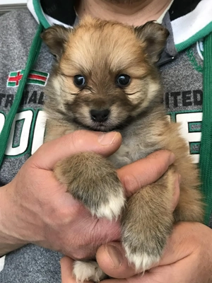 Eladó,foglalható tündéri Spicc, Spitz fiú kutyus! - kép 3