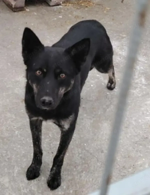 Jászladányi ebrendészeti telep gazdakeresői