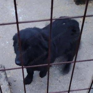 Jászladányi ebrendészeti telep gazdakeresői - kép 9