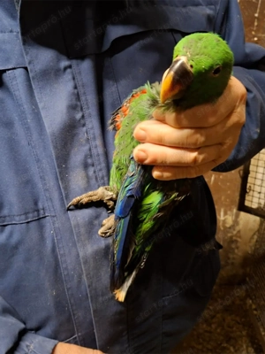 Nemespapagáj 2025-ös hím Kézzel Nevelt Fióka - kép 2
