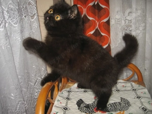 Perzsa cicát keresne ?érdeklődhet! - kép 4