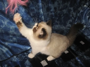 Perzsa cicát keresne ?érdeklődhet! - kép 5