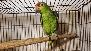 Sárgaarcú Amazon (Autumnalis) 2025-Ös Kézzel Nevelt Szelíd Fióka - kép 2