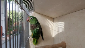 Galambbegyű Amazon (Vinacea) 2024-es tojó