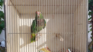 Galambbegyű Amazon (Vinacea) 2024-es tojó - kép 2