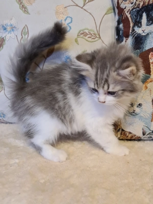 Törzskönyvezett szülőktő Brit hosszú szőrű kiskandúr! - kép 2