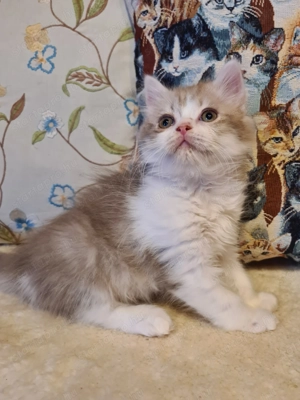 Törzskönyvezett szülőktő Brit hosszú szőrű kiskandúr! - kép 3