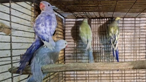 Kis Sándor Mutációk 2025-ös Kézzel Nevelt fiókák - kép 2