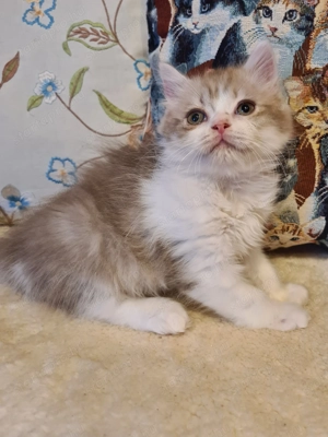 Törzskönyvezett szülőktő Brit hosszú szőrű kiskandúr! - kép 4