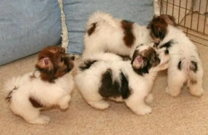 Biewer yorki kiskutyák - kép 2