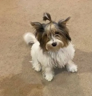 Biewer yorki kiskutyák - kép 4