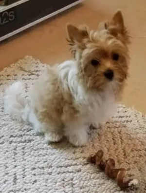 Biewer yorki kiskutyák - kép 3