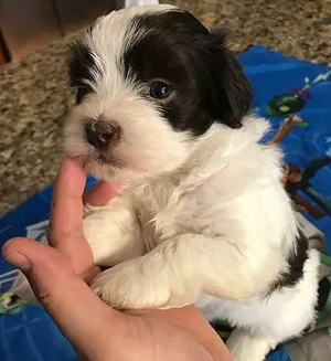 Bichon havanese kölykök  - kép 2