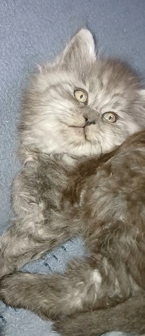 Maine coon fekete füst - kép 3