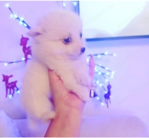 Spitz , hófehér német spitz kölyökök gazdisodnának 