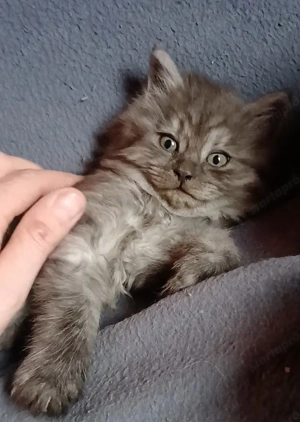 Maine coon fekete füst - kép 4