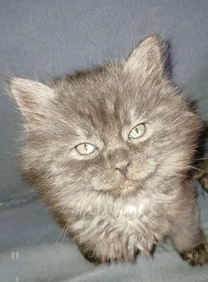 Maine coon fekete füst - kép 5