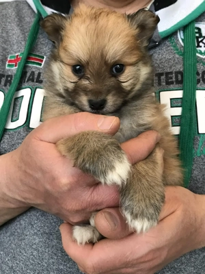 Eladó,foglalható tündéri Spicc, Spitz fiú  kiskutyus.! - kép 6