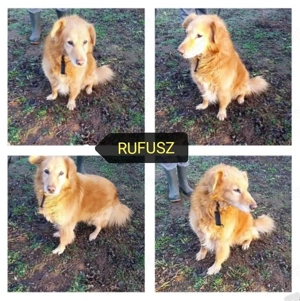 Rúfusz az idős kutya gyepmesteri telepről szabadult. Gazdit keresünk neki