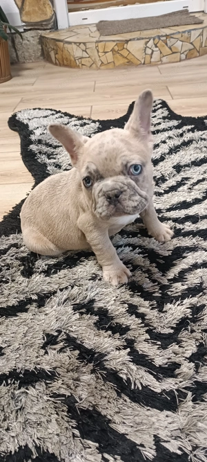 Francia bulldog fiu! - kép 2