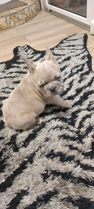 Francia bulldog fiu! - kép 3