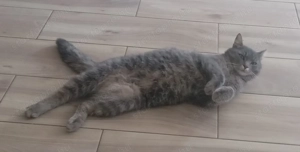 Macska ingyen elvihető