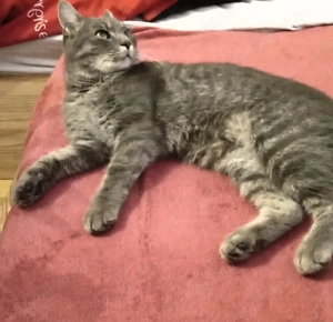 Macska ingyen elvihető - kép 2