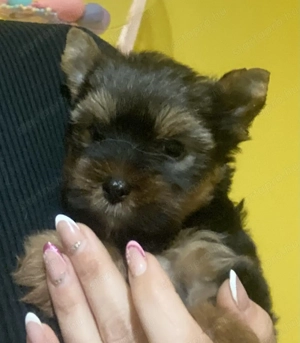 Yorkshire kan kiskutya - kép 2