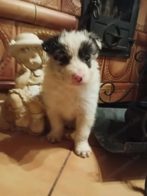 Eladó Blue Merle Border Collie kölykök  - kép 3