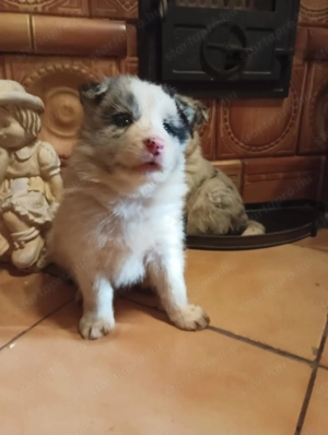 Eladó Blue Merle Border Collie kölykök  - kép 4