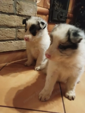 Eladó Blue Merle Border Collie kölykök  - kép 2