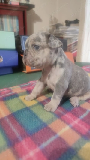 Gyönyörű francia bulldog kis kan kutya 