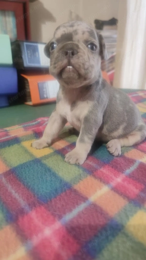 Gyönyörű francia bulldog kis kan kutya  - kép 3
