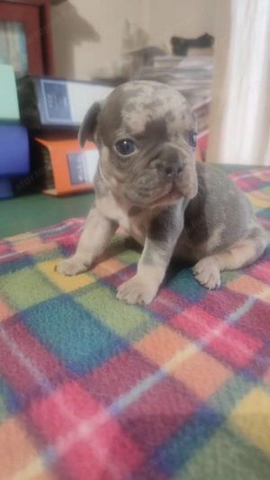 Gyönyörű francia bulldog kis kan kutya  - kép 2