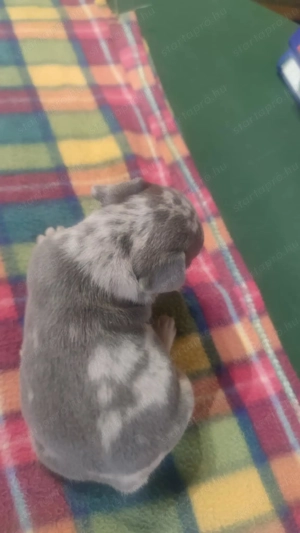 Gyönyörű francia bulldog kis kan kutya  - kép 5