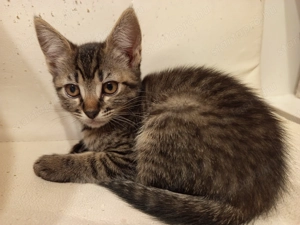 Perzsa anyától barna cirmos kislány kiscica 